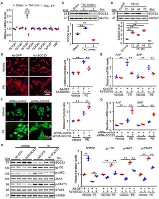 SOCS3 Negatively Regulates Cardiac Hypertrophy via Targeting GRP78-Mediated ER Stress During Pressure Overload